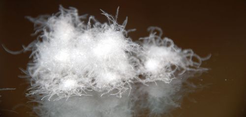 是一家專業(yè)生產(chǎn)水洗羽絨,純白鴨絨,普白鴨絨,灰鴨絨,鵝絨制品的公司